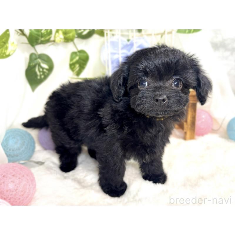 成約済の滋賀県のチワプー:チワワ×トイプードル-408995の2枚目